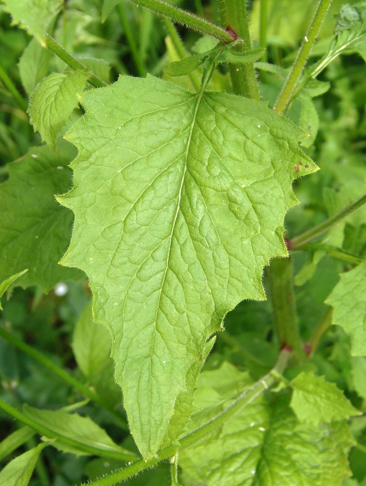 Image of Lapsana communis specimen.