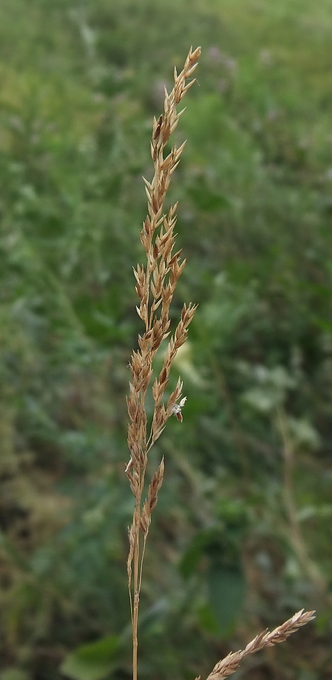 Image of Festuca valesiaca specimen.