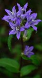 Campanula glomerata