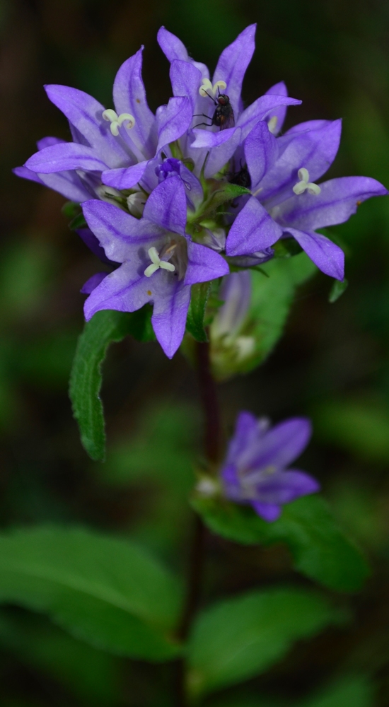 Изображение особи Campanula glomerata.