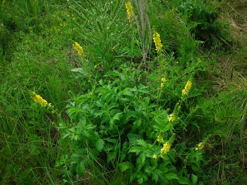 Изображение особи Agrimonia eupatoria.