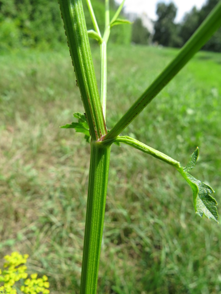 Изображение особи Pastinaca sativa.