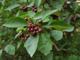 Crataegus douglasii. Ветвь с плодами. Санкт-Петербург, конец августа.