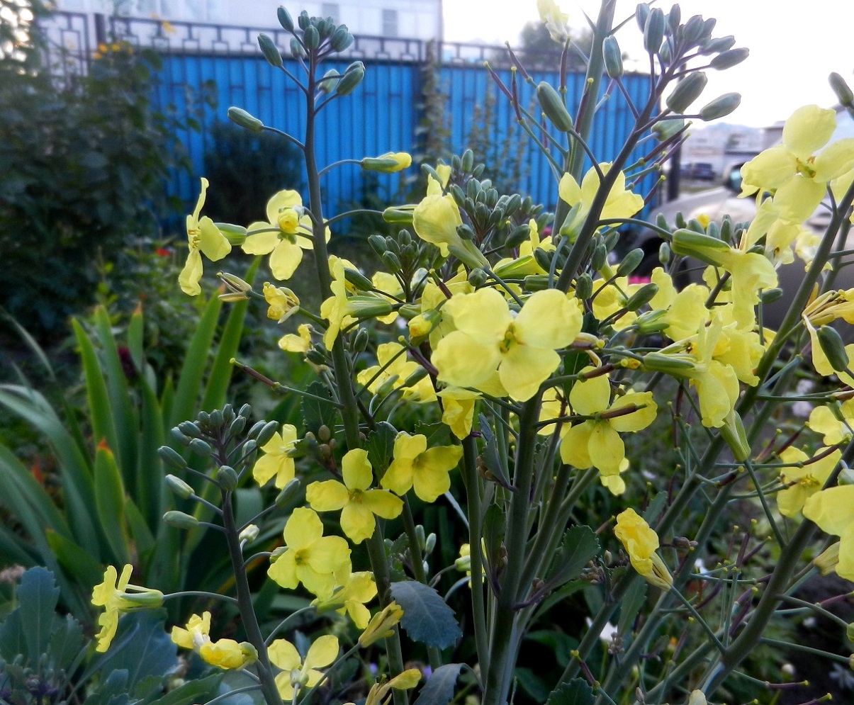 Изображение особи Brassica oleracea var. capitata.