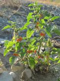 Solanum woronowii