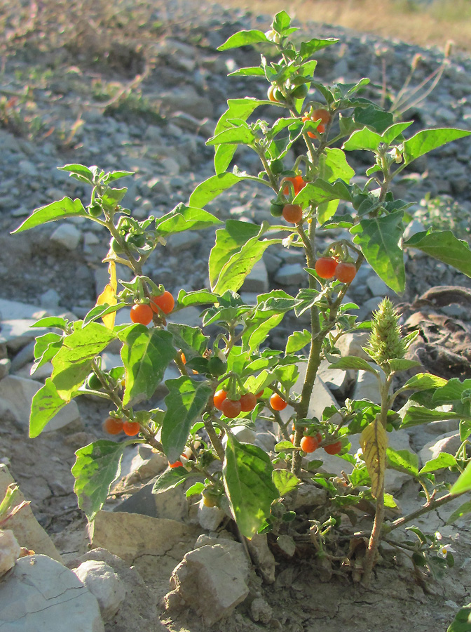 Изображение особи Solanum woronowii.