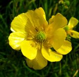 Ranunculus polyanthemos