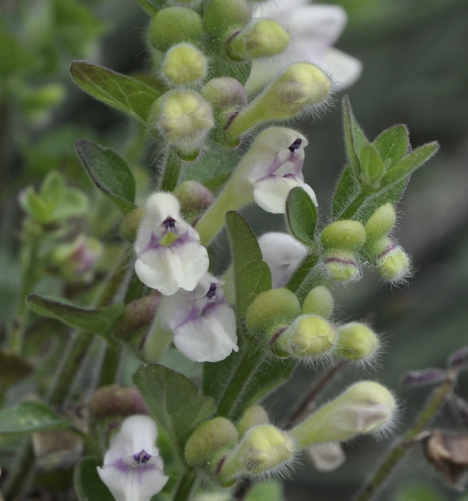 Image of Scutellaria albida specimen.