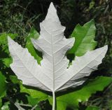 Populus alba