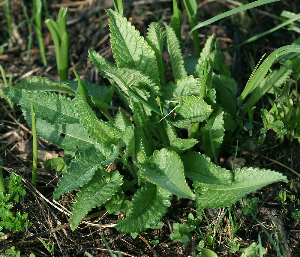 Изображение особи Betonica officinalis.