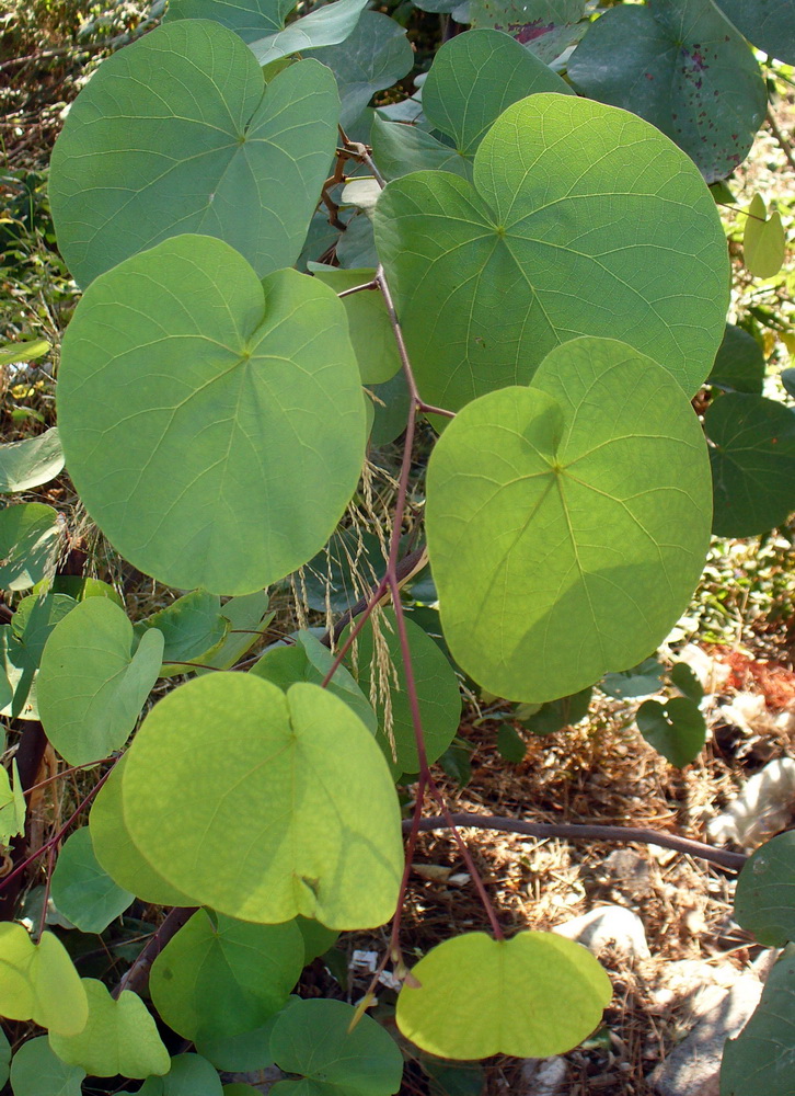 Image of Cercis siliquastrum specimen.