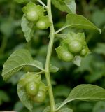 Jaltomata procumbens