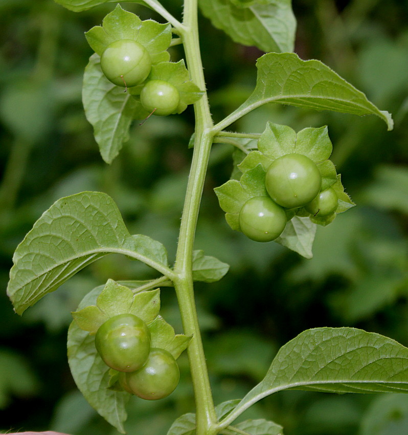 Image of Jaltomata procumbens specimen.