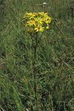 Senecio jacobaea