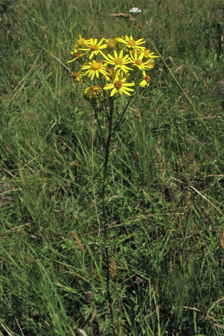 Image of Senecio jacobaea specimen.