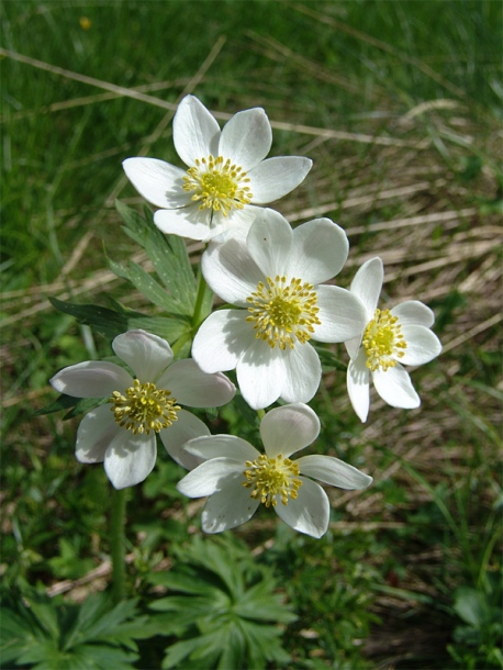 Image of Anemonastrum fasciculatum specimen.