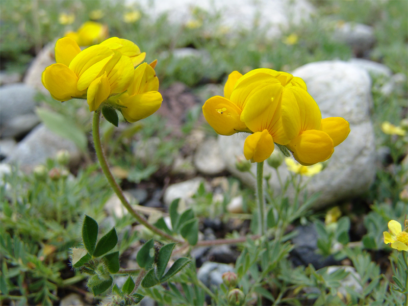 Image of Lotus caucasicus specimen.