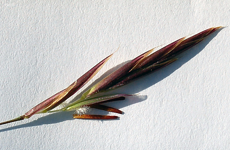 Image of Bromopsis inermis specimen.