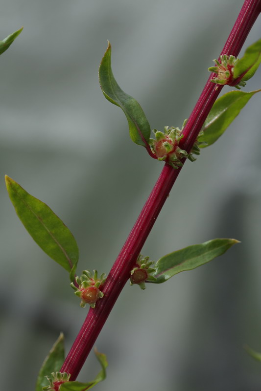 Image of Beta vulgaris specimen.