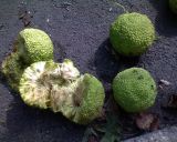 Maclura pomifera