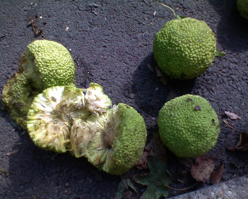 Изображение особи Maclura pomifera.