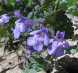 Glechoma hederacea. Побег с цветками. Подмосковье, Одинцовский р-н, обочина дороги. 16.05.2014.