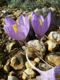 Crocus pallasii