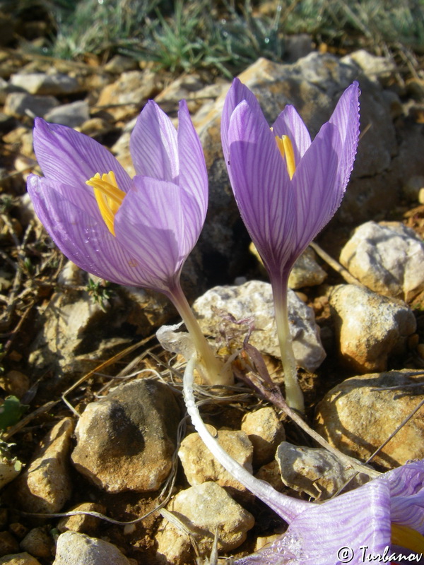 Изображение особи Crocus pallasii.