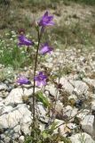 Campanula taurica