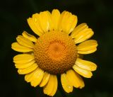 Anthemis tinctoria. Соцветие в утренней росе. Московская обл., Раменский р-н, окр. дер. Хрипань, садовый участок. 18.08.2015.