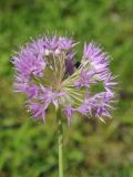 Allium douglasii