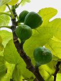 Ficus carica. Часть ветви с соплодиями. Бельгия, Брюссель, уличное озеленения. Октябрь 2015 г.