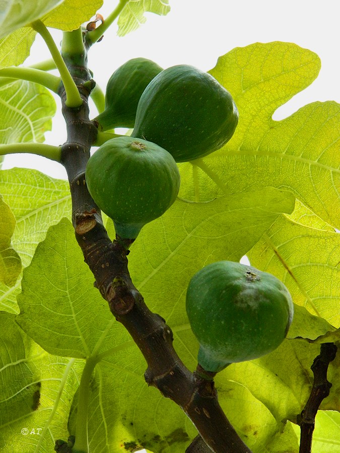 Изображение особи Ficus carica.