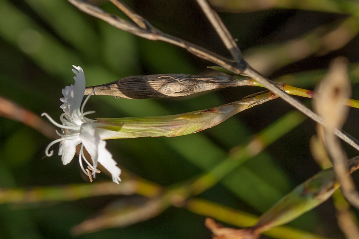 Изображение особи Dianthus ciliatus ssp. dalmaticus.
