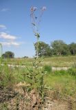 Cirsium arvense. Цветущее растение. Краснодарский край, окр. г. Крымск, берег р. Адагум. 27.06.2014.