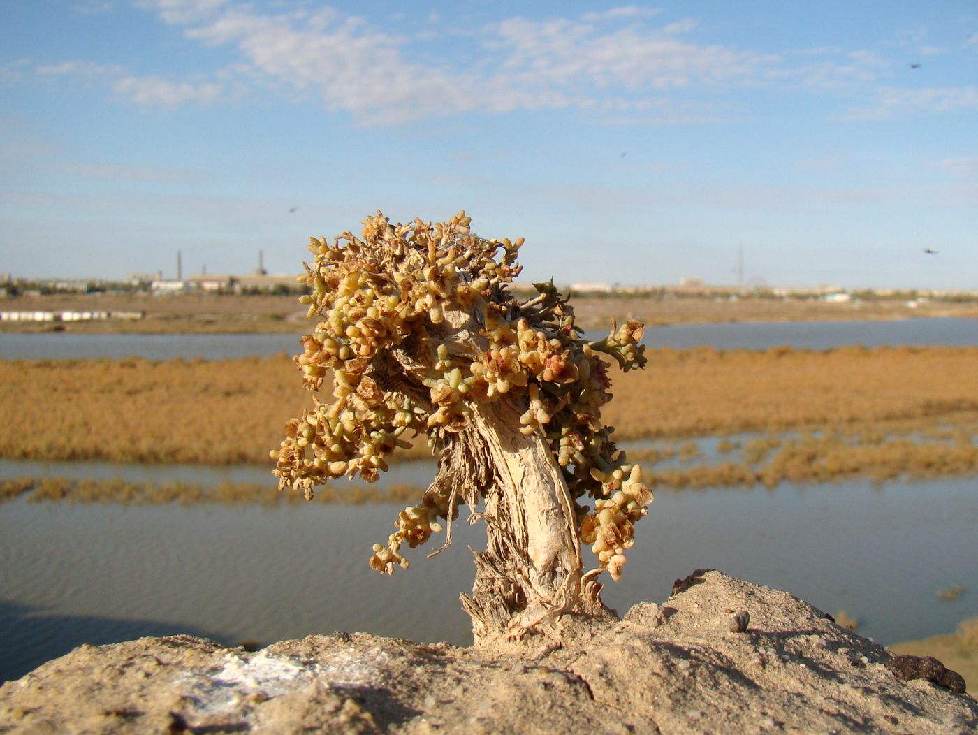 Image of genus Arthrophytum specimen.
