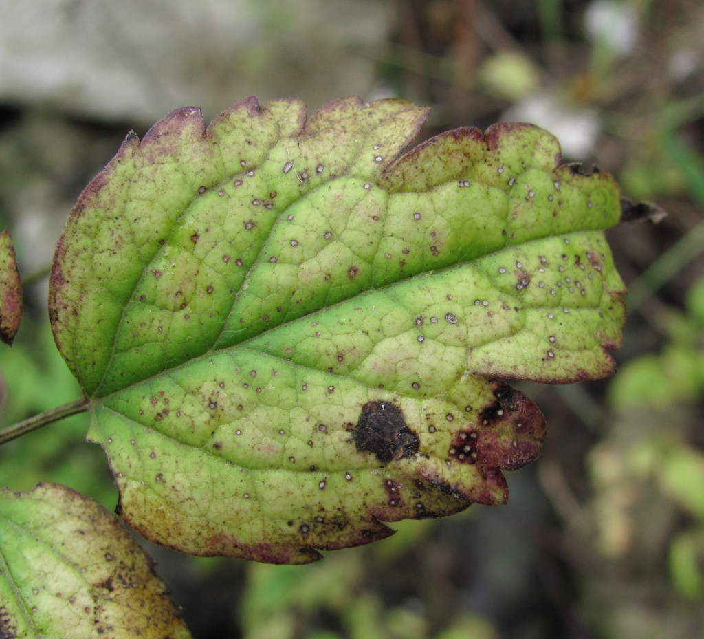 Image of Clematis vitalba specimen.