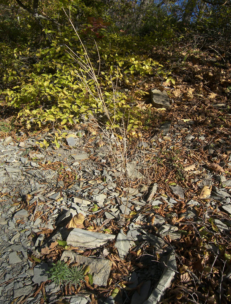 Image of Erysimum callicarpum specimen.
