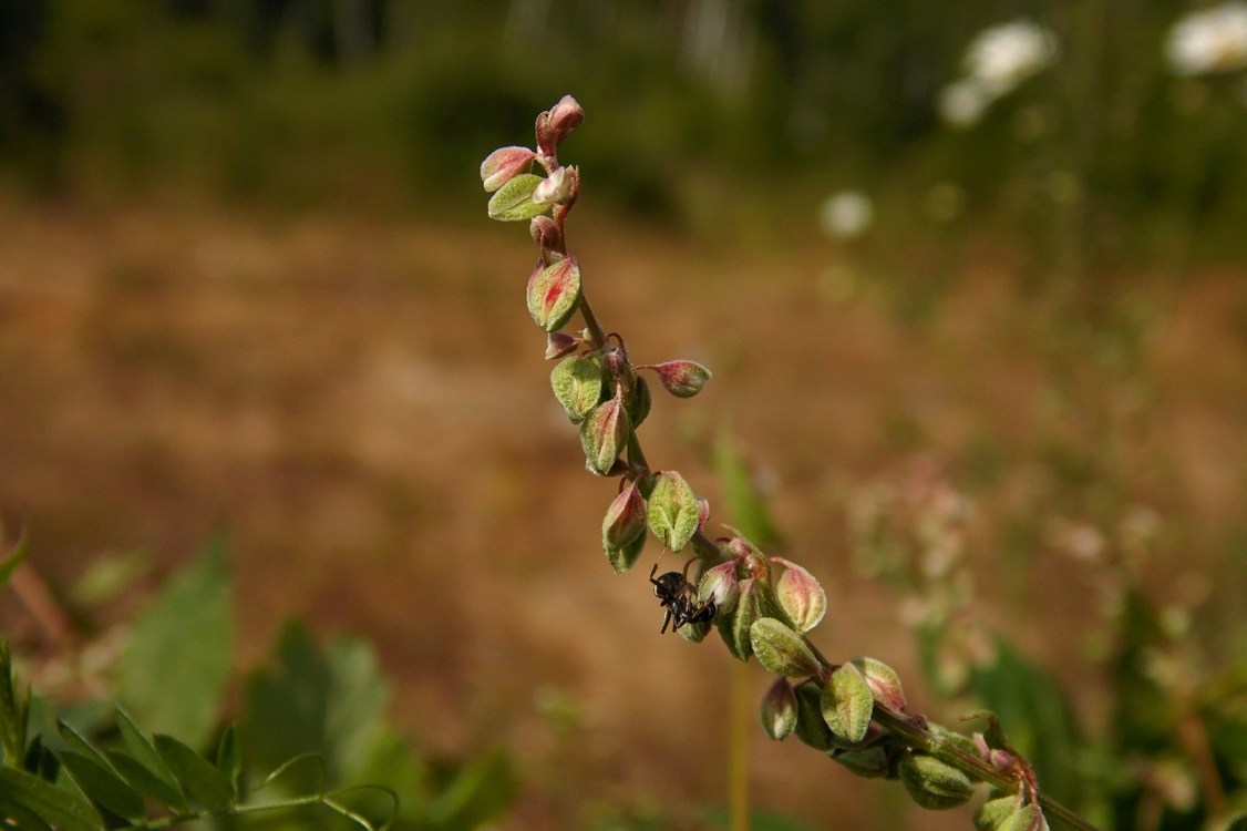 Image of Fallopia convolvulus specimen.