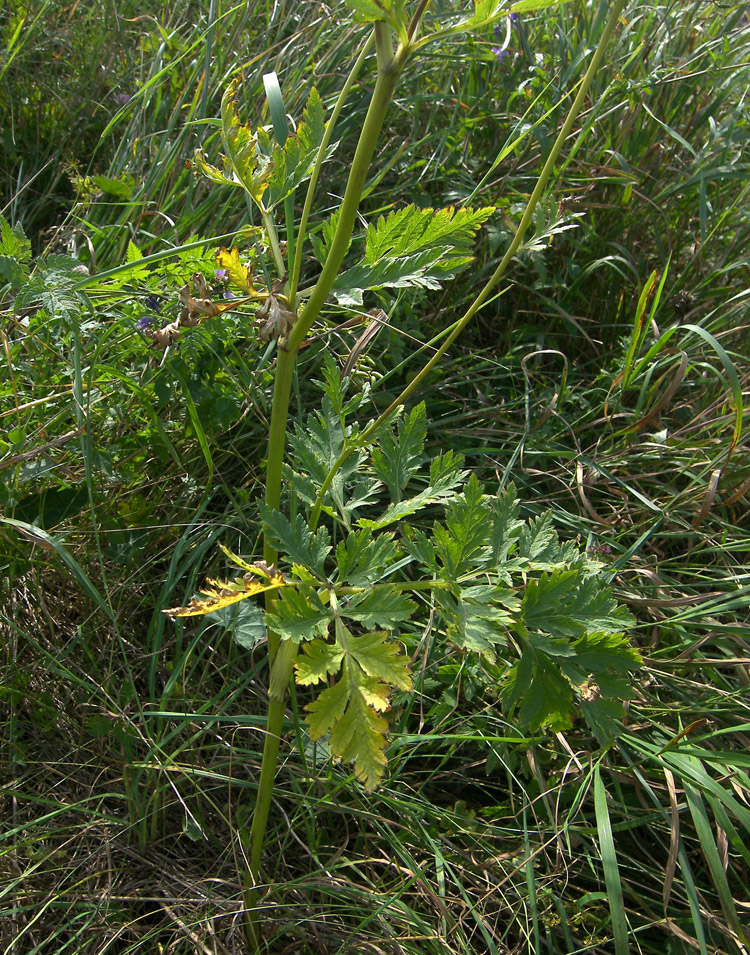 Изображение особи Eleutherospermum cicutarium.