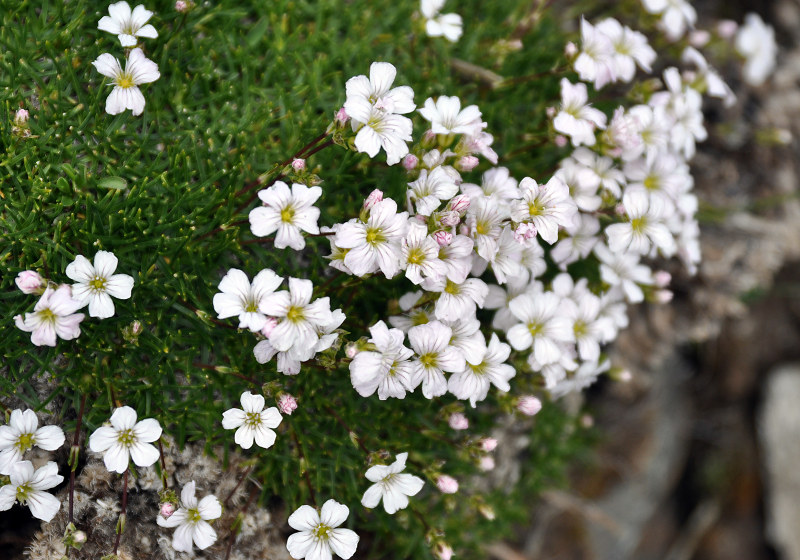 Изображение особи Gypsophila tenuifolia.