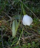 Galanthus bortkewitschianus