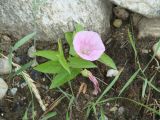 Calystegia inflata. Цветущее растение. Бурятия, Тункинская долина, окр. пос. Аршан. 19.07.2014.