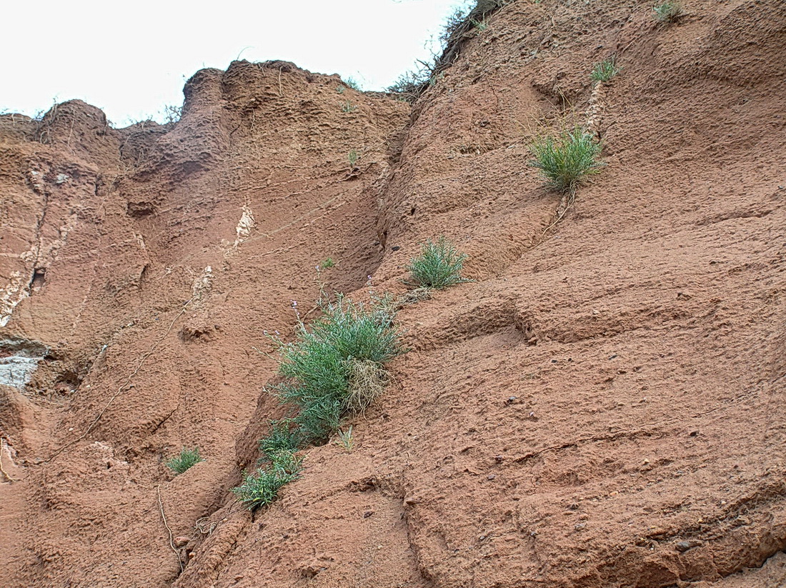 Image of Astragalus tenuifolius specimen.