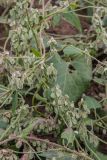 Fallopia convolvulus