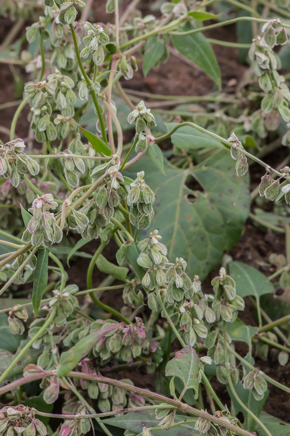 Изображение особи Fallopia convolvulus.