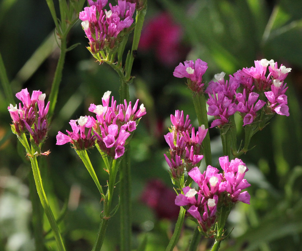 Image of Limonium sinuatum specimen.