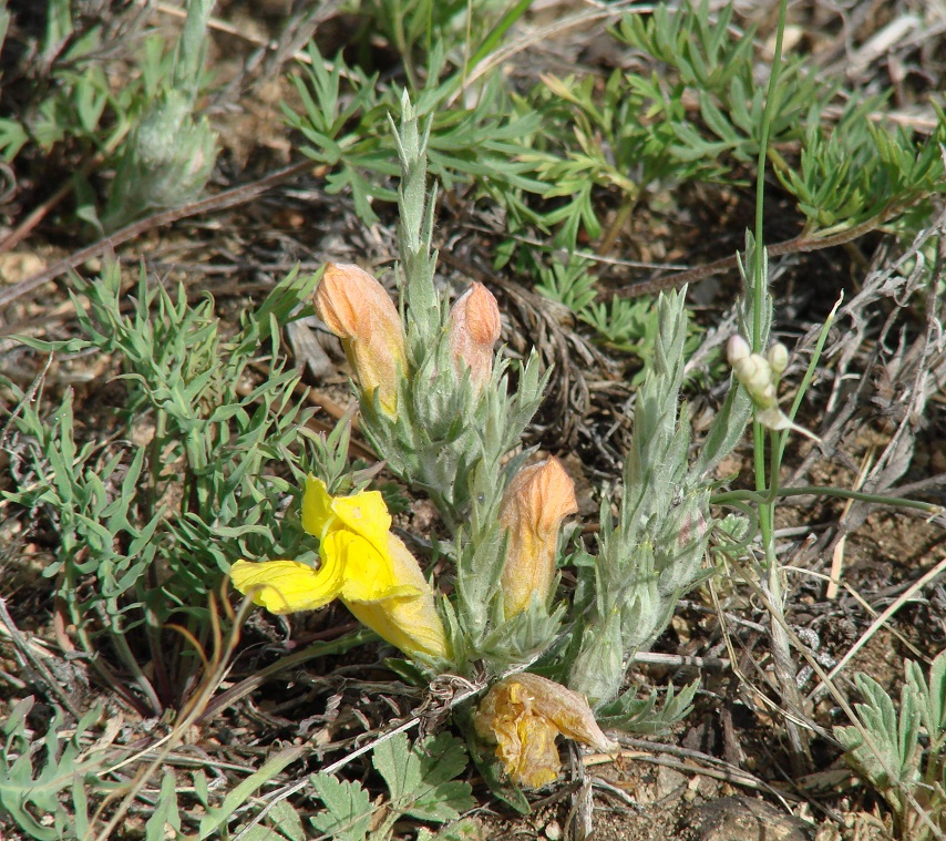 Image of Cymbaria daurica specimen.