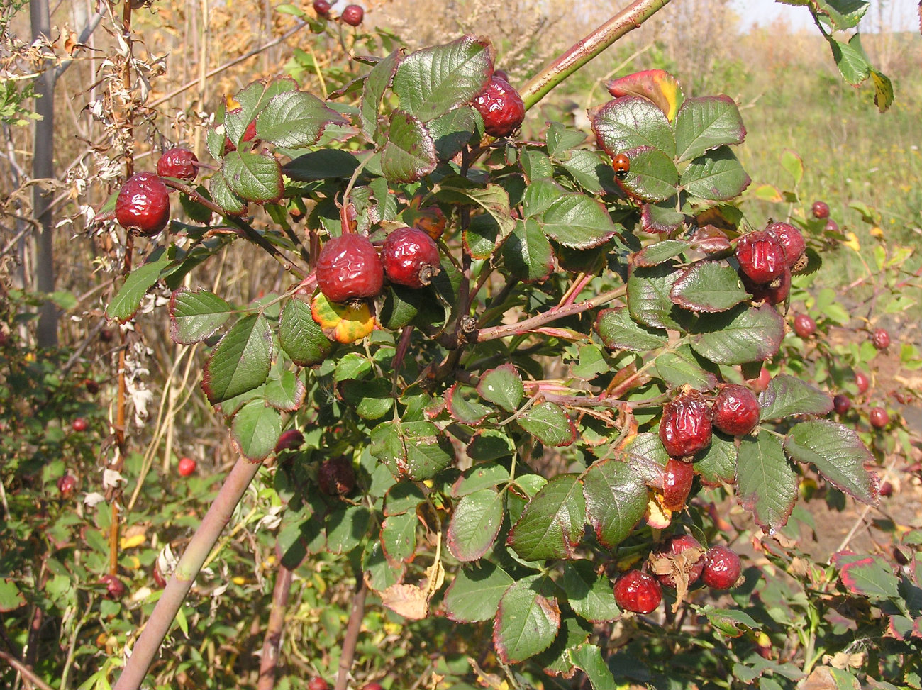 Image of Rosa corymbifera specimen.