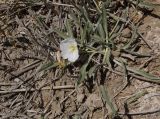 Convolvulus lineatus